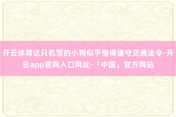 开云体育这只机警的小狗似乎懂得谨守交通法令-开云app官网入口网址·「中国」官方网站